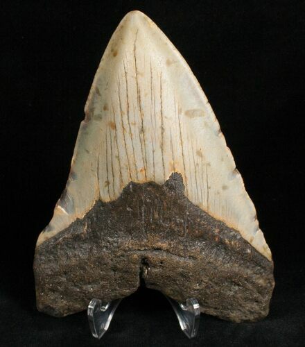 Megalodon Tooth - North Carolina #7469